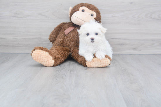 Maltese Pup Being Cute