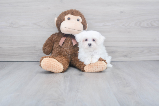 Maltese Pup Being Cute