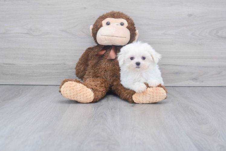Best Maltese Baby