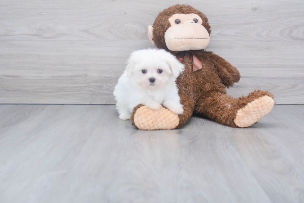 Adorable Maltese Purebred Puppy