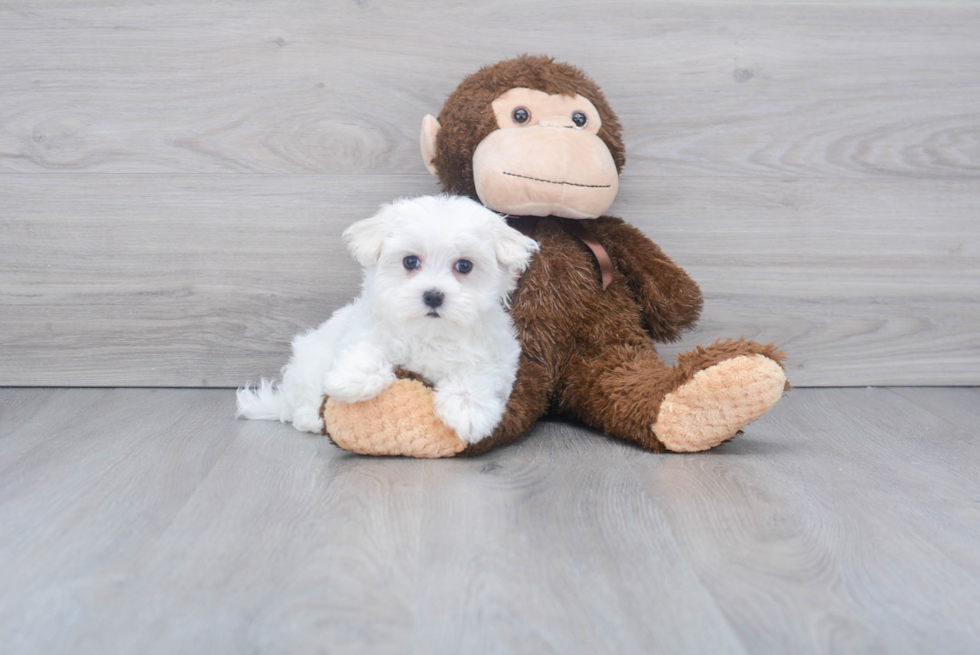 Playful Maltese Purebred Pup