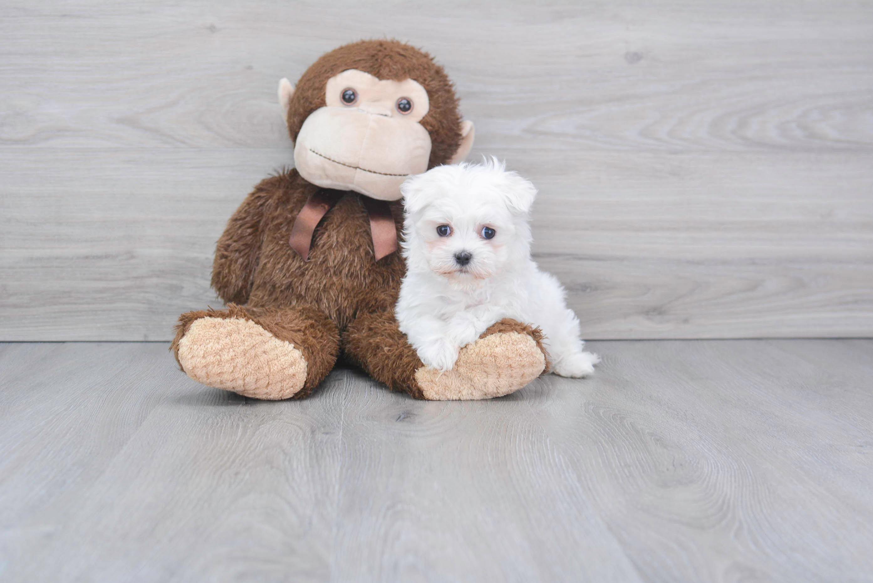 Fluffy Maltese Purebred Puppy