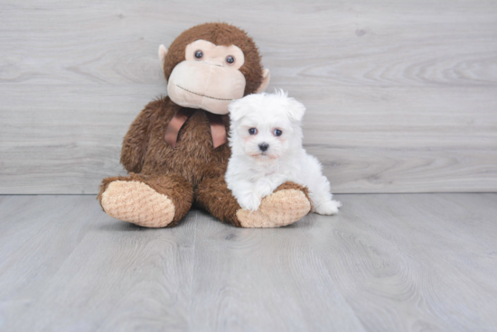 Fluffy Maltese Purebred Puppy