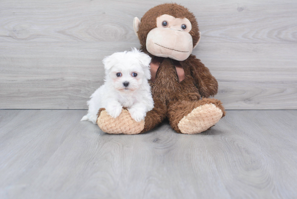 Akc Registered Maltese Baby