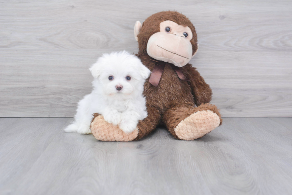 Friendly Maltese Purebred Pup