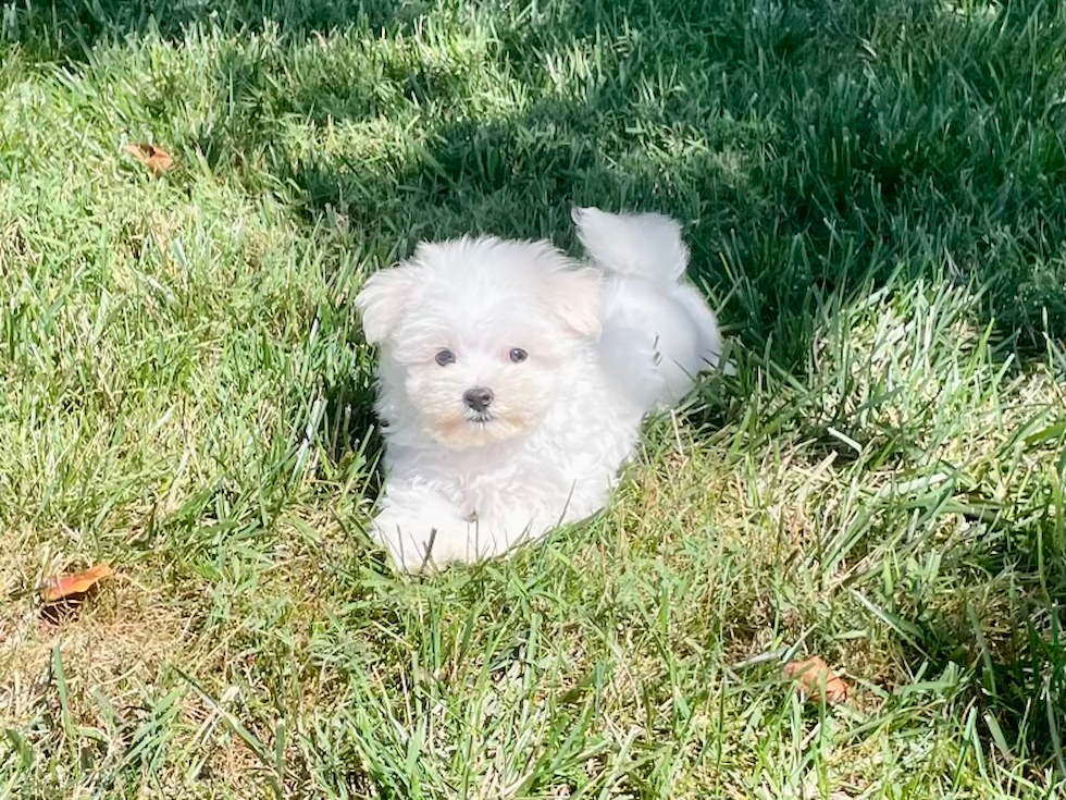 Little Maltese Baby