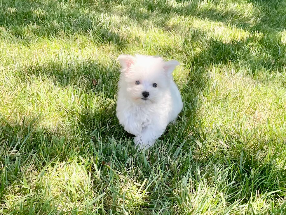 Maltese Puppy for Adoption