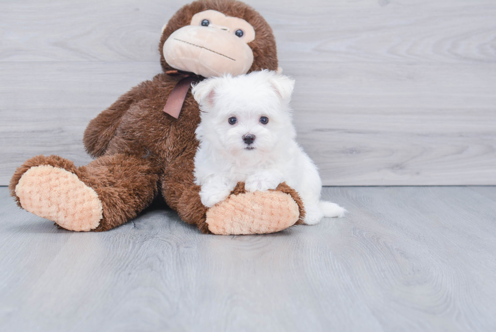 Akc Registered Maltese Baby