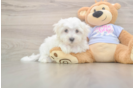Playful Maltese Purebred Pup
