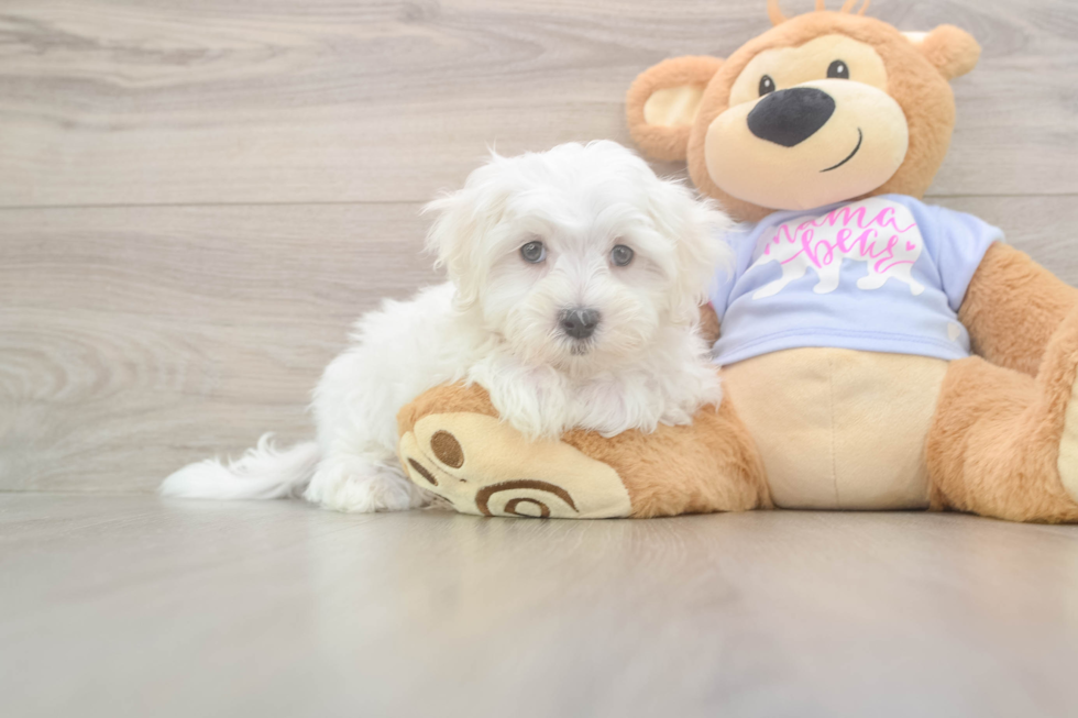 Playful Maltese Purebred Pup