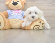 9 week old Maltese Puppy For Sale - Premier Pups