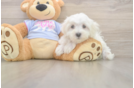 Maltese Puppy for Adoption