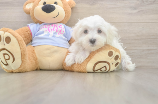 Maltese Puppy for Adoption