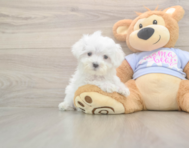 8 week old Maltese Puppy For Sale - Premier Pups
