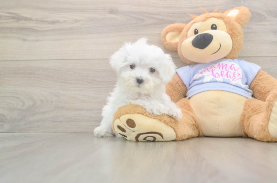 Maltese Pup Being Cute