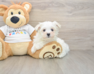 7 week old Maltese Puppy For Sale - Premier Pups