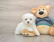 7 week old Maltese Puppy For Sale - Premier Pups