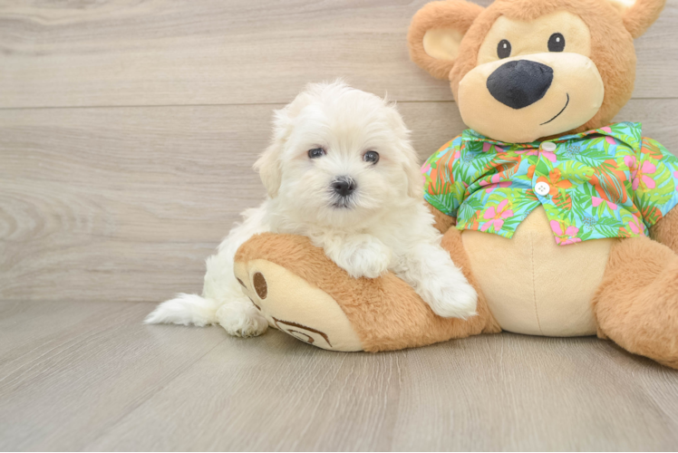 Energetic Maltese Purebred Puppy