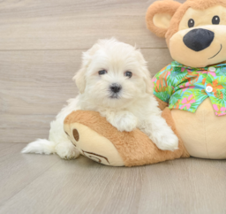 8 week old Maltese Puppy For Sale - Premier Pups
