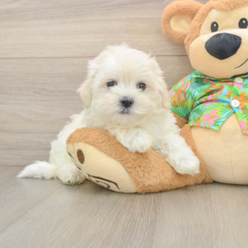 Energetic Maltese Purebred Puppy