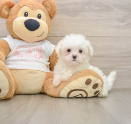 7 week old Maltese Puppy For Sale - Premier Pups