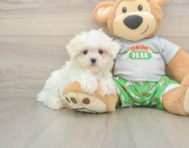 7 week old Maltese Puppy For Sale - Premier Pups