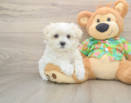 8 week old Maltese Puppy For Sale - Premier Pups
