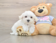 7 week old Maltese Puppy For Sale - Premier Pups