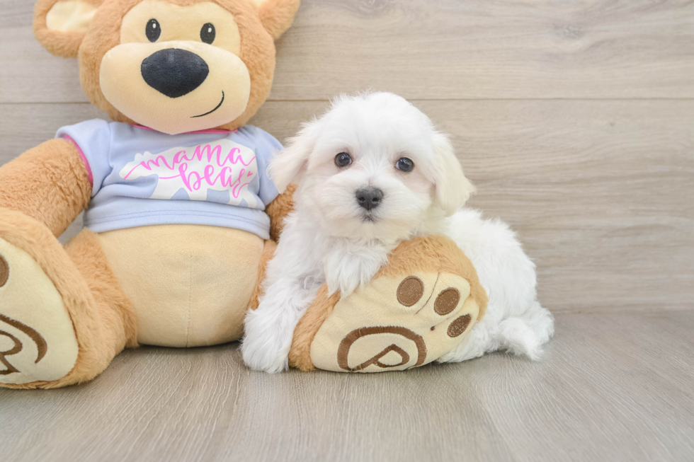 Sweet Maltese Purebred Puppy
