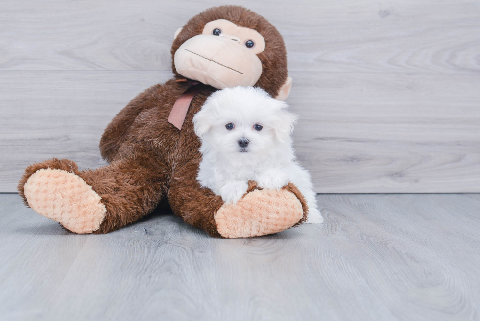 Playful Maltese Baby