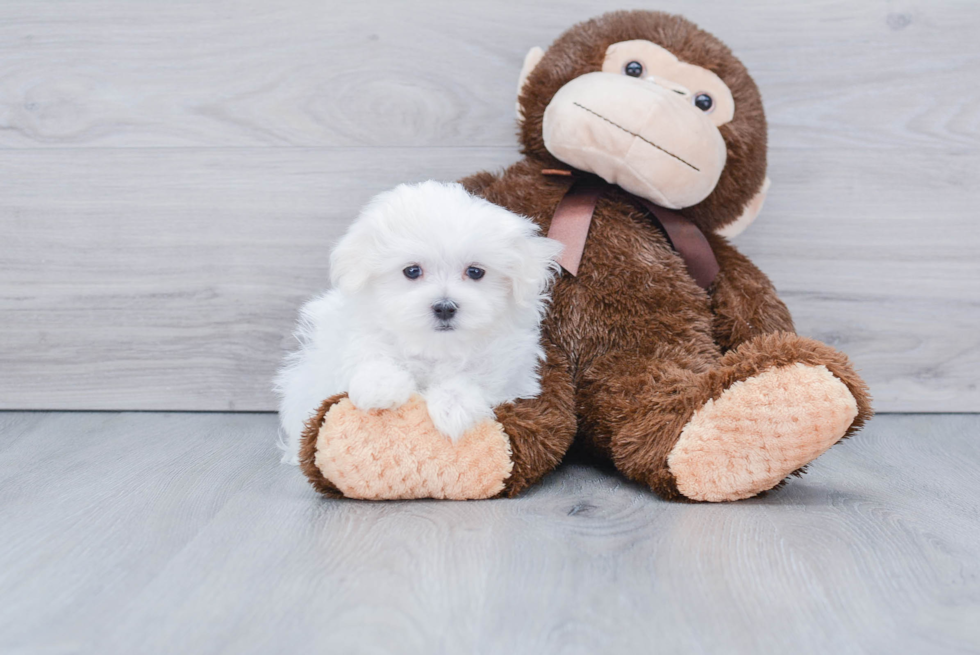 Small Maltese Purebred Pup