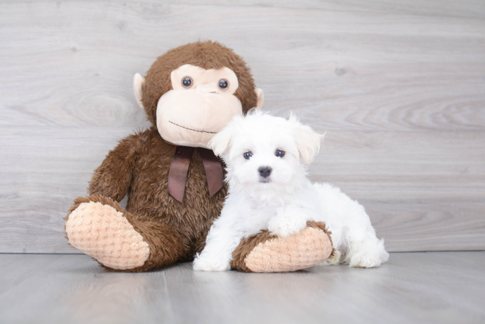 Little Maltese Purebred Pup