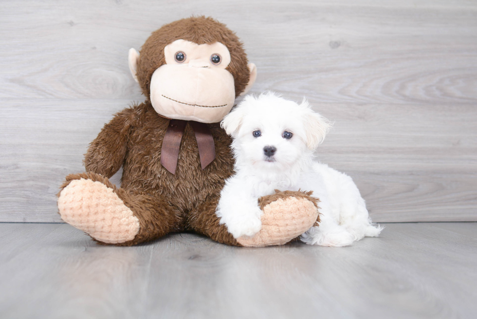 Fluffy Maltese Purebred Puppy