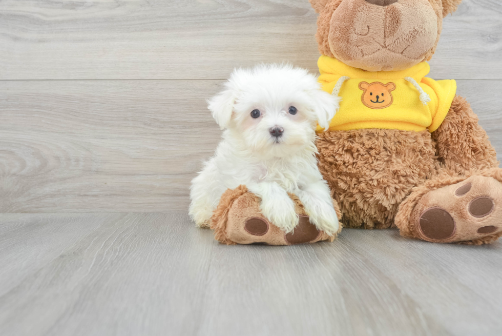 Maltese Pup Being Cute