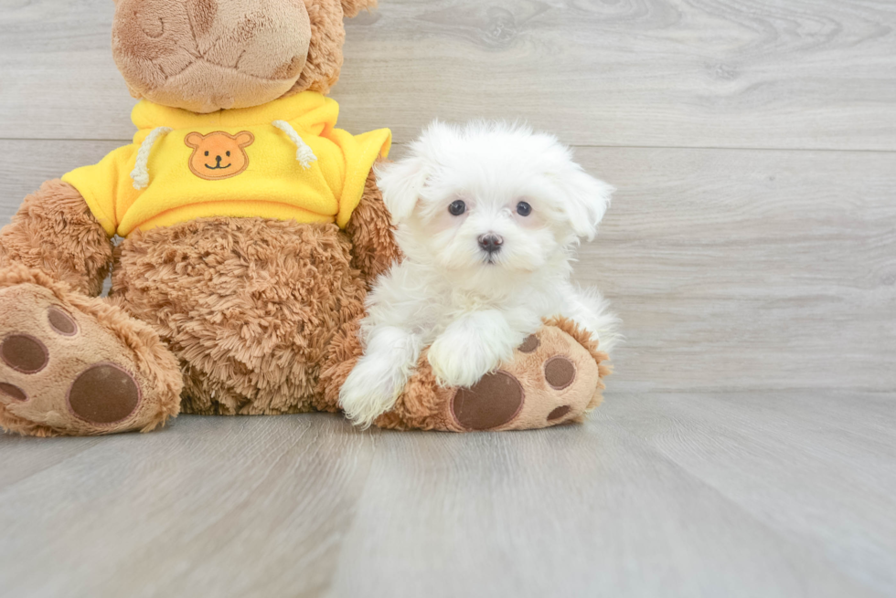 Maltese Pup Being Cute