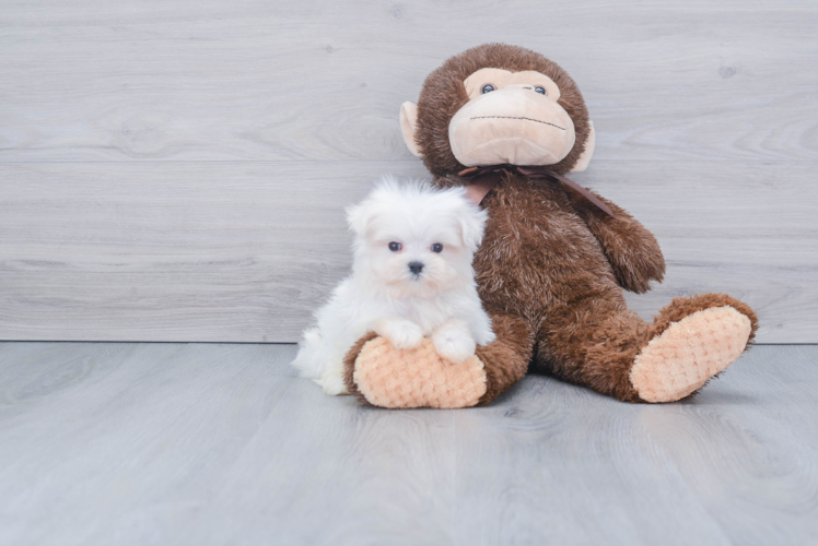 Little Maltese Purebred Pup