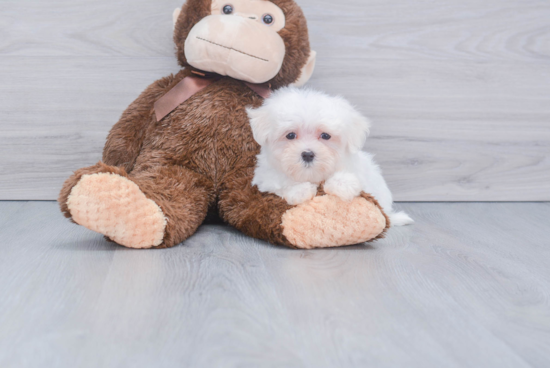 Friendly Maltese Baby