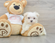 8 week old Maltese Puppy For Sale - Premier Pups