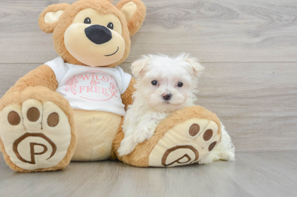 8 week old Maltese Puppy For Sale - Premier Pups