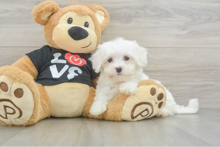 Best Maltese Baby