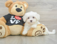 8 week old Maltese Puppy For Sale - Premier Pups