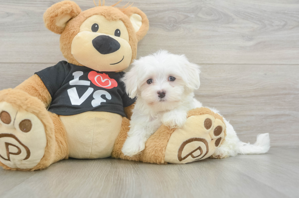 9 week old Maltese Puppy For Sale - Premier Pups