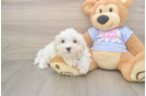 Maltese Puppy for Adoption