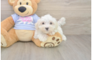 Popular Maltese Baby