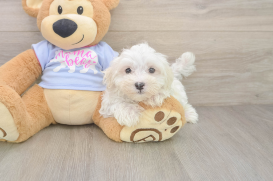 Popular Maltese Baby