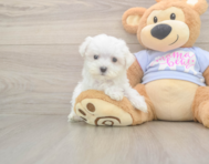 8 week old Maltese Puppy For Sale - Premier Pups