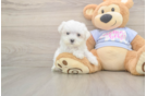 Maltese Puppy for Adoption