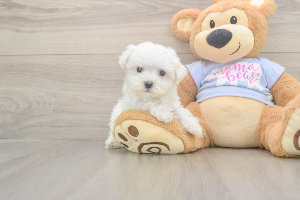 Maltese Puppy for Adoption