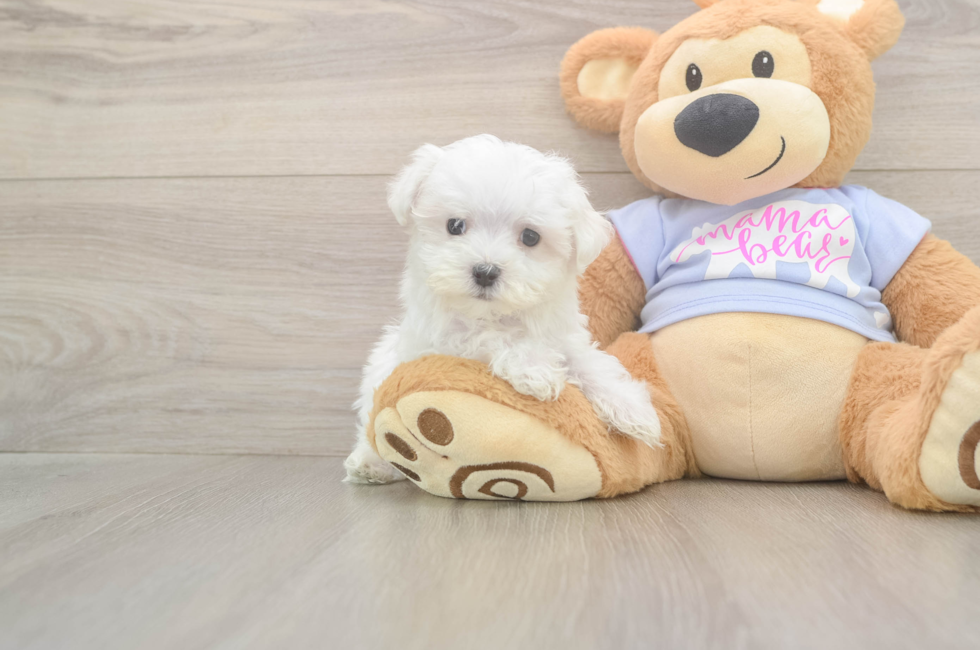 8 week old Maltese Puppy For Sale - Premier Pups