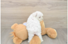 Hypoallergenic Maltese Purebred Pup